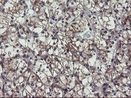 GCP60 / ACBD3 Antibody (clone OTI1B5)