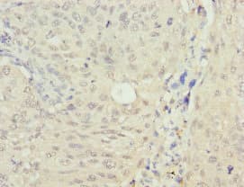 MRNP41 / RAE1 Antibody
