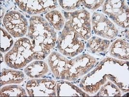 TTC32 Antibody (clone OTI1F7)