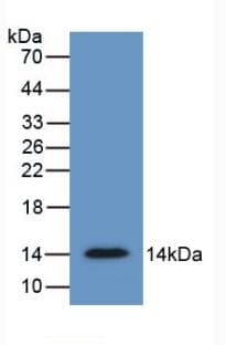 SFRP4 Antibody (aa265-346, clone C1)