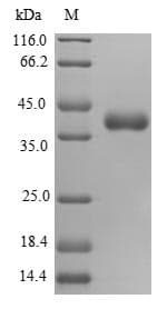Human MRPS16 Protein (Recombinant GST, N-terminus)