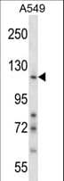 NID1 / Entactin / Nidogen-1 Antibody (aa150-178)