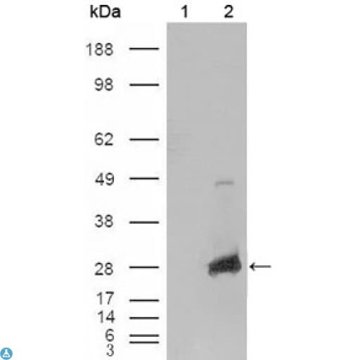 CRYAB / Alpha B Crystallin Antibody