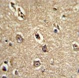 BECN1 / Beclin-1 Antibody