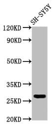 Polyclonal Rabbit anti-Human CD99L2 Antibody (IHC, IF)