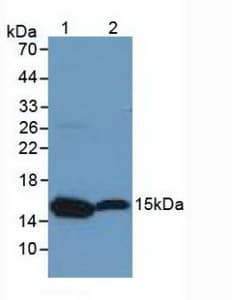 Histone H3 Antibody (aa1-136, Cy3)