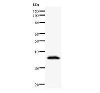 Monoclonal Mouse anti-Human DDX39 Antibody (clone 2252C4a, IF, WB)