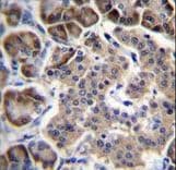RPL15 / Ribosomal Protein L15 Antibody (aa21-50)