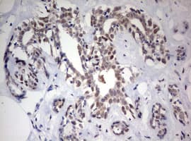 FEN1 Antibody (aa117-380, clone OTI1F3)