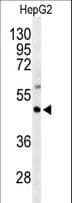 GNAZ Antibody (aa77-106)
