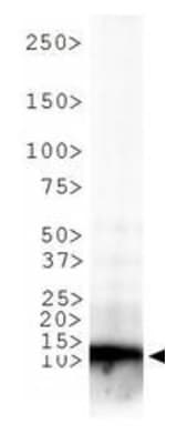 HIST3H3 Antibody (Me3-Lys9)