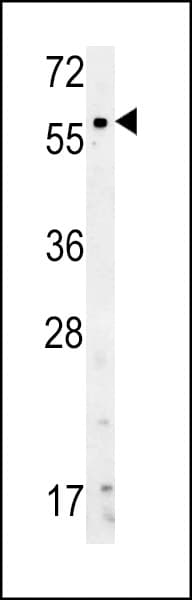 NPR3 Antibody (aa67-97)