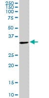 IHC-plus™ THOC6 Antibody (clone 1F6)