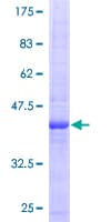 Human EREG / Epiregulin Protein (Recombinant GST)