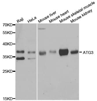 ATG3 Antibody