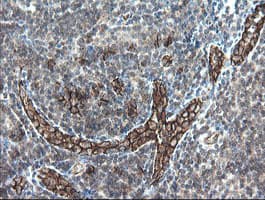 PECAM-1 / CD31 Antibody (clone OTI1H4)