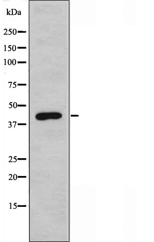 Polyclonal Rabbit anti-Human Requiem / DPF2 Antibody (IF, WB)