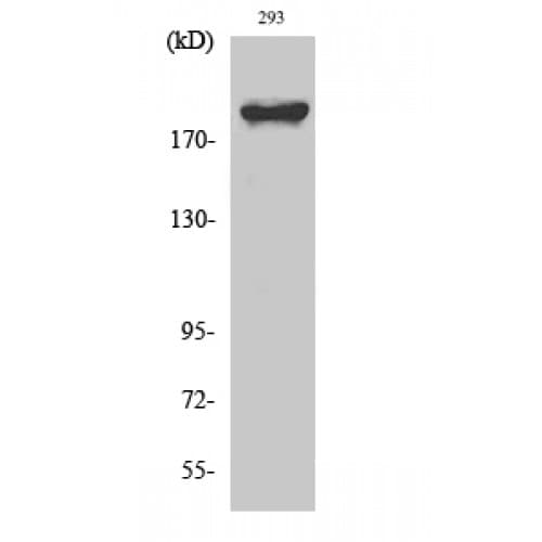 WNK1 Antibody (40-120 aa)