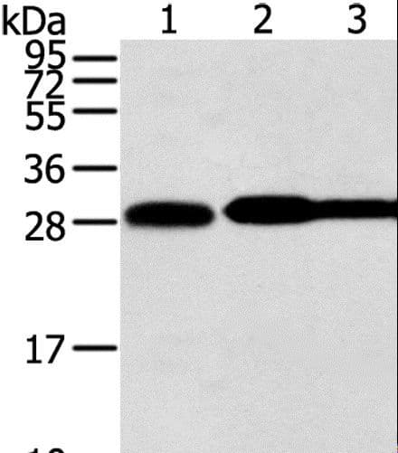 STX10 / Syntaxin 10 Antibody