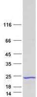 Human FAM107A / TU3A Protein (Recombinant Myc-DDK (Flag))