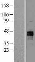 PDHA1 / PDH E1 Alpha Protein (Over-Expression Lysate Myc-DDK (Flag))