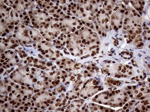 SSU72 Antibody (clone OTI2E2)