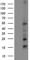 MEF2C Antibody (clone OTI2B12, Carrier-free)