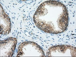 Basigin / Emmprin / CD147 Antibody (clone OTI4D3)