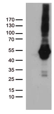 PDCD2L Antibody (clone OTI4E3)