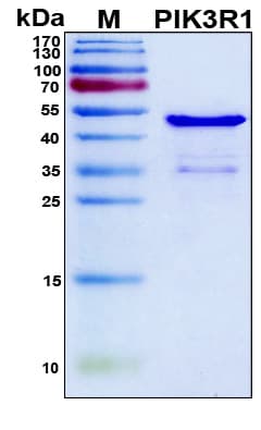 Human PIK3R1 / p85 Alpha Protein (Recombinant 6His, N-terminus)