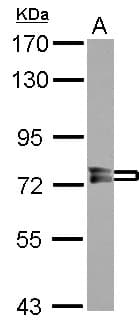PPEF / PPEF1 Antibody