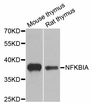 NFKBIA / IKB Alpha / IKBA Antibody