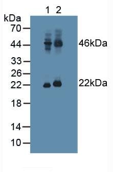 PACAP Antibody (aa17-176)