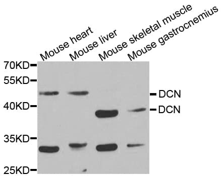 DCN / Decorin Antibody