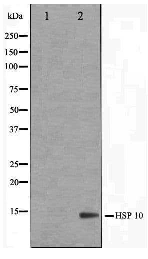 HSPE1 / HSP10 / Chaperonin 10 Antibody