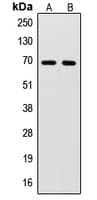 SENP2 Antibody (C-Terminus)