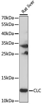CLC Antibody