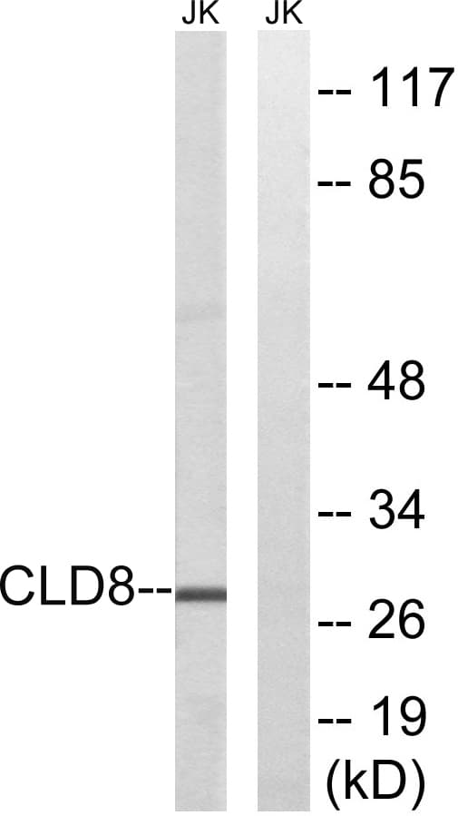 CLDN8 / Claudin 8 Antibody (aa81-130)