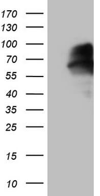 VISA / MAVS Antibody (aa1-247, clone OTI8A11)