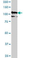 PCDH10 Antibody (clone 2H6)