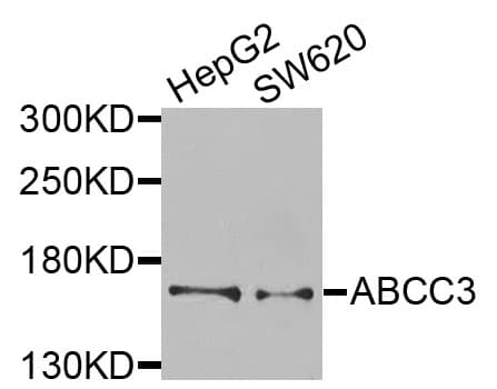 Polyclonal Rabbit anti-Human ABCC3 / MRP3 Antibody (IHC, WB)