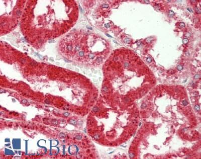 PSAP / Prosaposin Antibody (FITC)