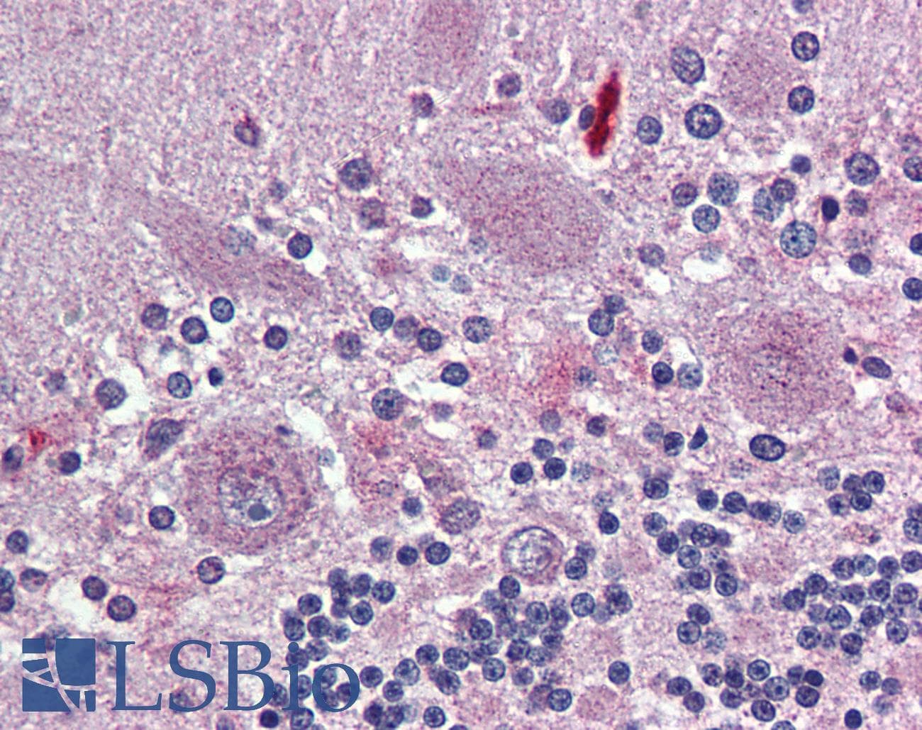 IHC-plus™ Polyclonal Rabbit anti-Human TAAR8 Antibody (C-Terminus, IHC)