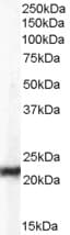 IHC-plus™ CBX5 / HP1 Alpha Antibody (aa88-102)
