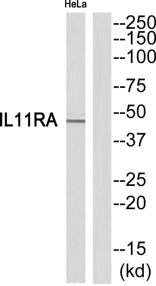 IL11RA Antibody