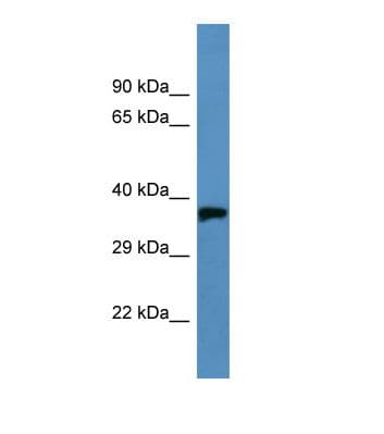 Opsin Antibody (aa233-282)