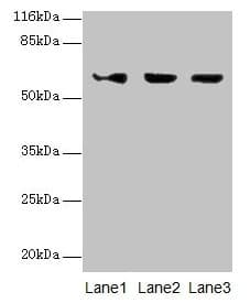 Polyclonal Rabbit anti-Human ATL3 Antibody (IHC, WB)