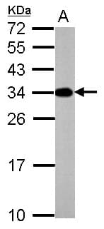 Polyclonal Rabbit anti-Mouse ATP6V1E2 Antibody (WB)