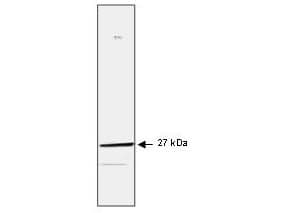 PathPlus™ HSPB1 / HSP27 Antibody (clone G3.1)