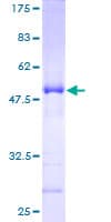 Human SDF2 Protein (Recombinant GST)